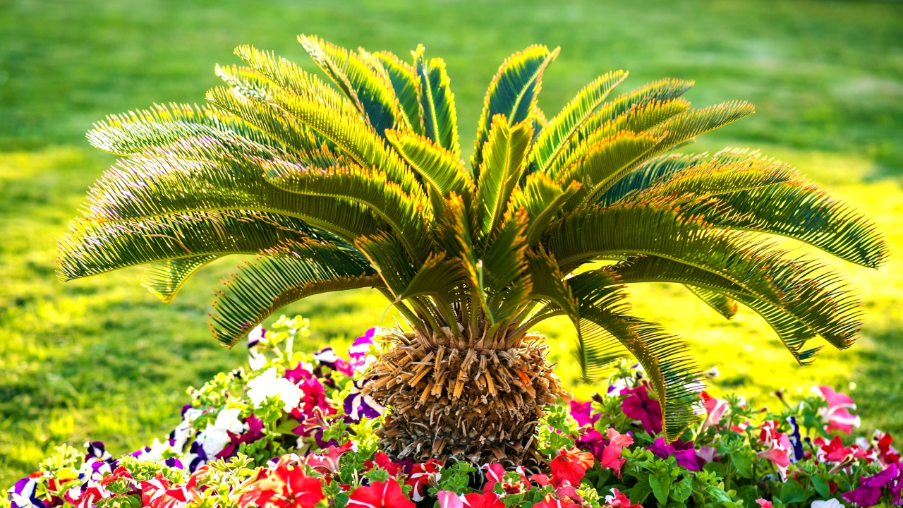 Palm Tree Pruning And Maintenance